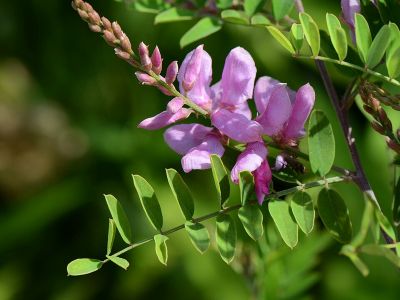 Indigofera tinctoria, inflorescence au Jardin des Plantes de Paris.