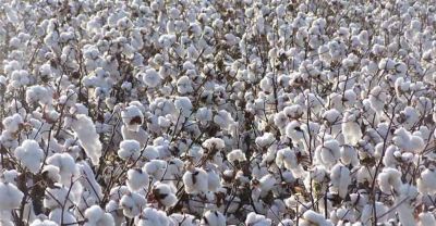 Coton du Zimbabwe.